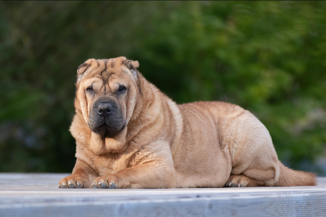 übergewicht bei hunden