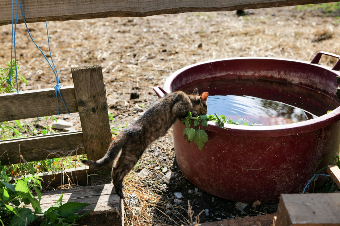 Katze Hitze Tipps