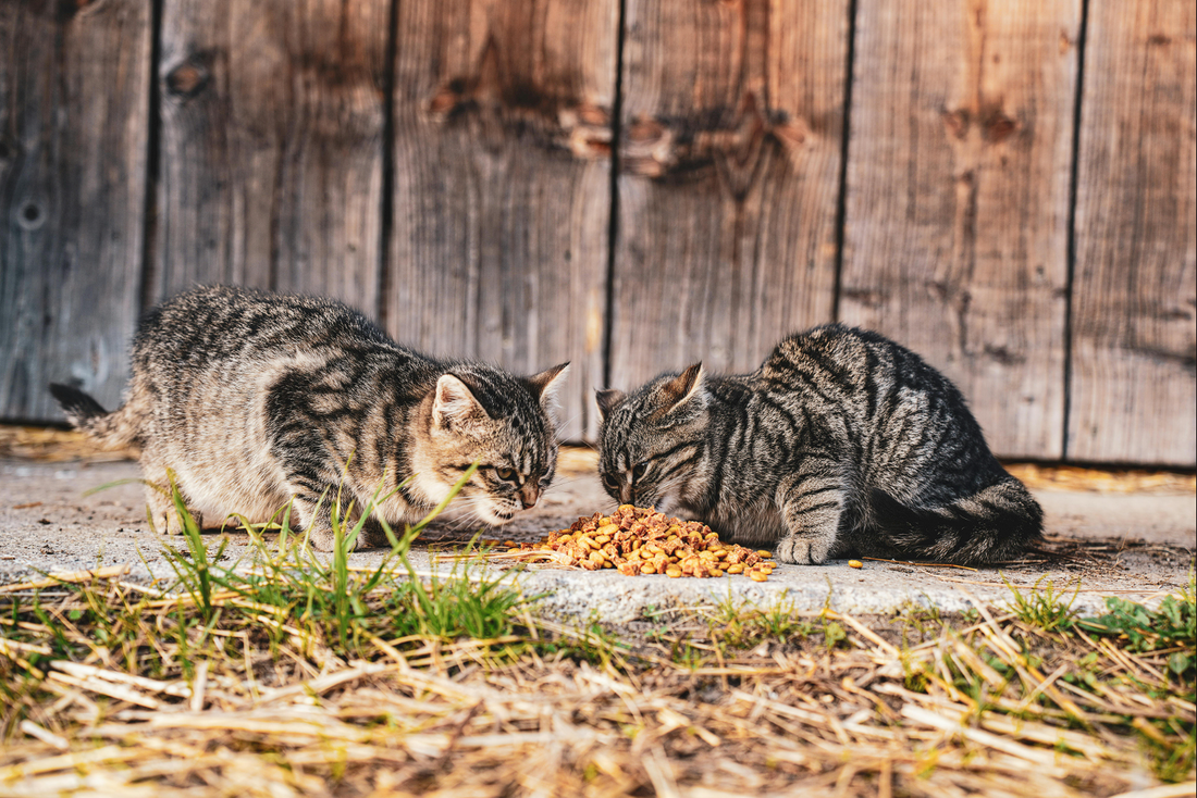 hochwertiges katzenfutter