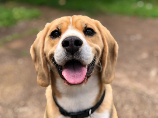 Ein weiß-brauner Bracke Hund schaut glücklich mit offenem Maul