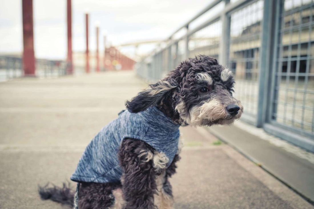 Ein Hund zittert und sitzt mit einem Mantel und wehenden Ohren im Wind auf einer Straße