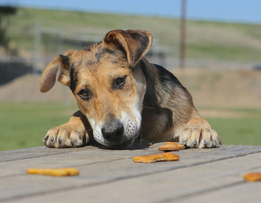 Welche Leckerlies sind schlecht für Hunde?