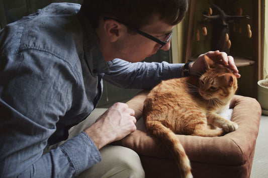 Ein Mann lässt seine Katze kastrieren und streichelt sie