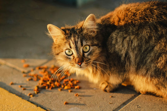 Katzenfutter, Futterumstellung