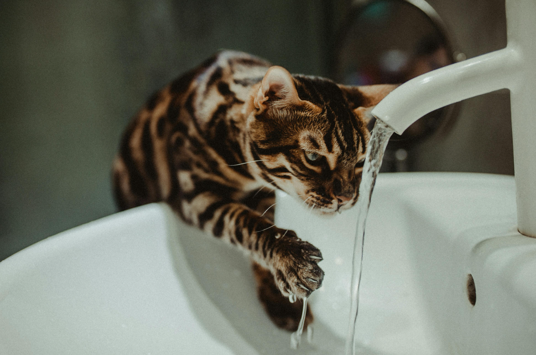 Katze trinkt nicht Wasser