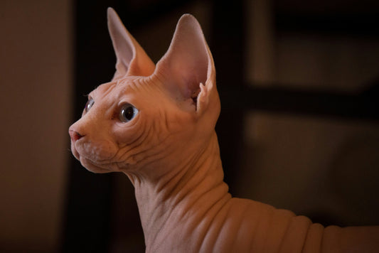 Nacktkatze Sphynx