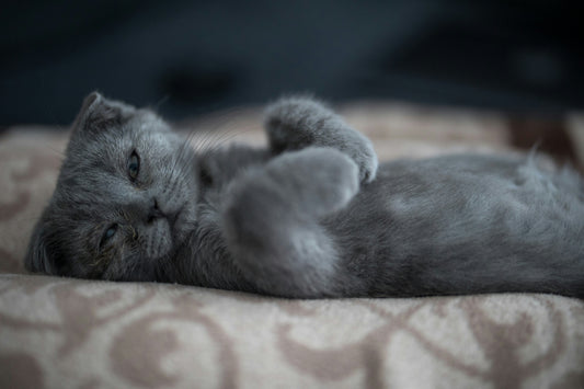 graue Scottish Fold