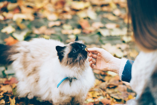 Katze wird gefüttert mit Katzenfutter