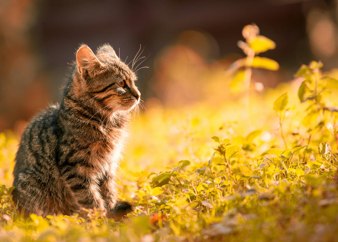 katze obst gemüse