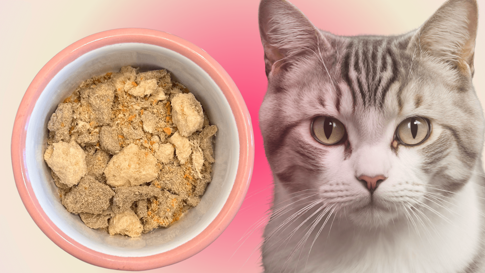 Instant Catfood trockenes Nassfutter für Katzen in einem rosa Napf neben einer weiß grauen Katze