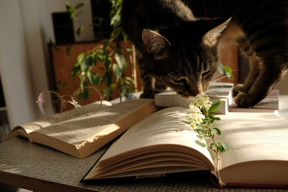 Katze auf einem Buch