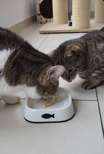 Zwei Katzen fressen Leckerlis aus einem Katzennapf